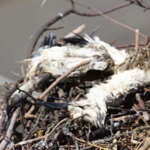 Úhyn mláďat bociana bieleho (Ciconia ciconia) na hniezde v Bušovciach. Foto: V. Kĺč