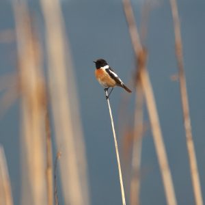 Pŕhľaviar čiernohlavý (Saxicola rubicola), foto: V. Kĺč.