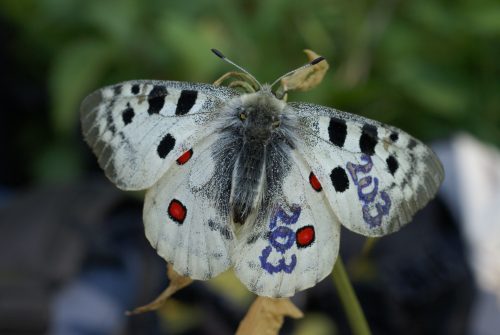 Označený jasoň červenooký. Číslo nám pomáha zisťovať veľkosť, rozšírenie, prípadne migráciu týchto motýľov. Zároveň je motýľ chránený pred zberateľmi, číslované motýľe strácajú zberateľskú hodnotu. Foto: K. Kisková