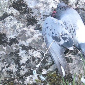 Holub, ktorému bolo podávané otrávené krmivo, aby následne slúžil ako smrtiaca nástraha pre sokola sťahovavého (Falco peregrinus). Foto: J. Matľák