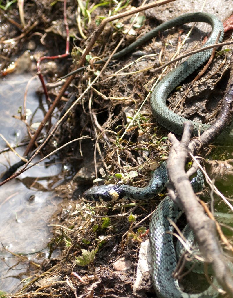 Užovka obyčajná (Natrix natrix) foto: A. Potaš