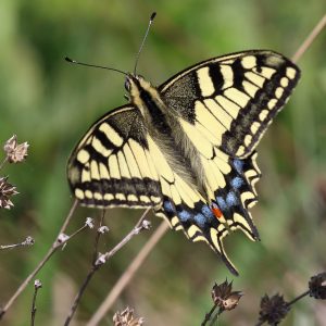 vidlochvost feniklový (Papilio machaon) foto: V. Kĺč