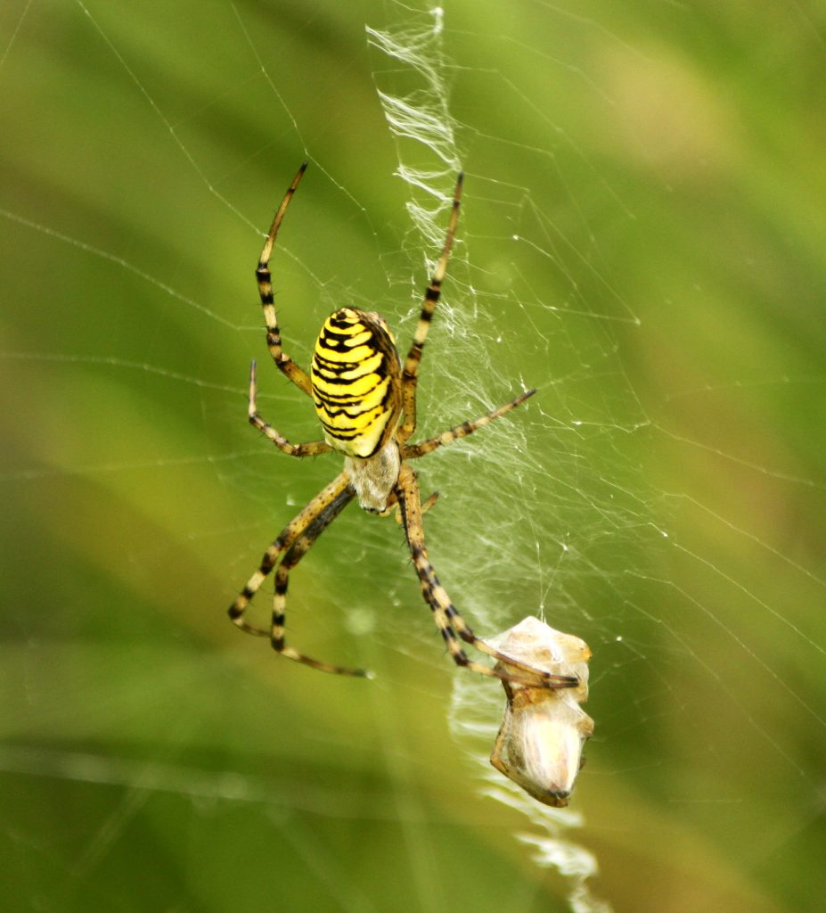 Križiak pásavý (Argiope bruennichi) foto.V. kĺč