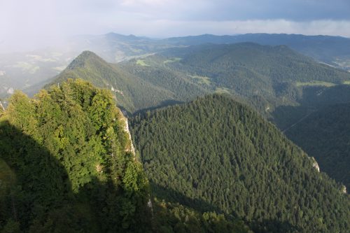 Pohľad na prevažne bukovo-jedľové porasty Pienin, foto: V. KĹč