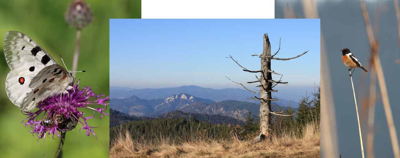 Pohľad na Pieniny zo Sp. Magury