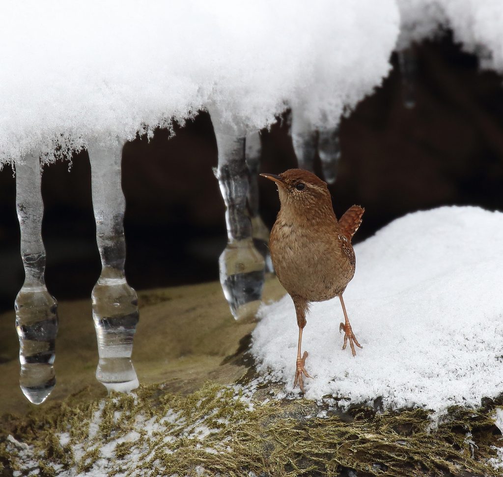 Oriešok obyčajný (Troglodytes troglodytes) foto: V. Kĺč