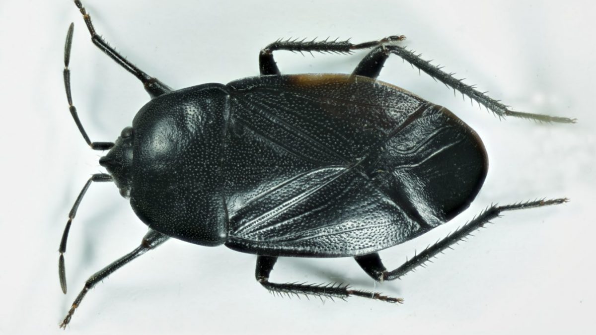 Aellopus atratus (Goeze, 1778), foto: V. Hemala