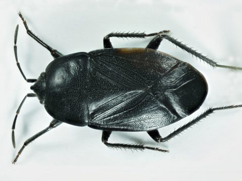 Aellopus atratus (Goeze, 1778), foto: V. Hemala