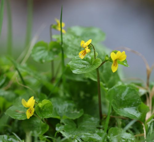 Fialka dvojkvetá (Viola biflora), foto: V. Kĺč