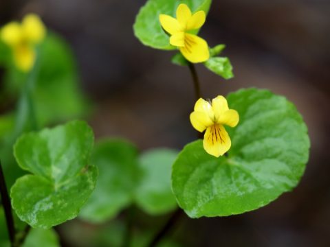 Fialka dvojkvetá (Viola biflora), foto: V. Kĺč