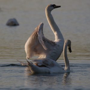 Labuť veľká (Cygnus olor), dospievajúce jedince, foto: V. Kĺč