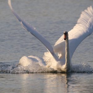 Labuť veľká (Cygnus olor), foto: V. Kĺč