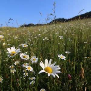 Biotop Lk1 v aspekte s margaréta biela (Leucanthemum vulgare), foto: V. Kĺč