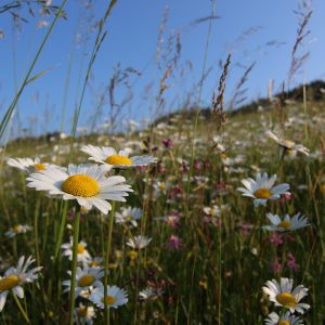 Biotop Lk1 v aspekte s margaréta biela (Leucanthemum vulgare), foto: V. Kĺč