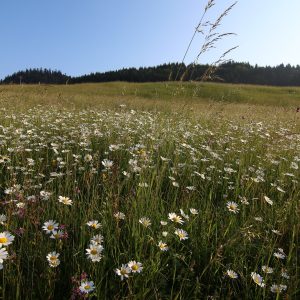 Biotop Lk1 v aspekte s margaréta biela (Leucanthemum vulgare), foto: V. Kĺč