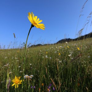 Kozobrada východná (Tragopogon orientalis), foto: V. Kĺč