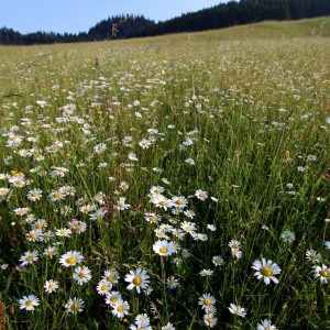 Biotop Lk1 v aspekte s margaréta biela (Leucanthemum vulgare), foto: V. Kĺč