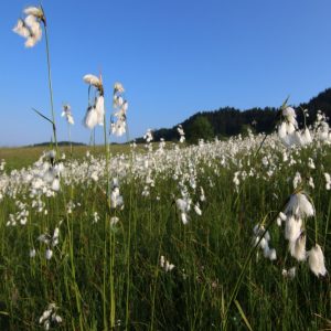 Páperník širokolistý (Eriophorum latifolium) , foto: V. Kĺč