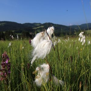 Páperník úzkolistý (Eriophorum angustifolium) , foto: V. Kĺč