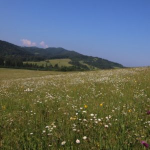 Biotop Lk1 v aspekte s margaréta biela (Leucanthemum vulgare), foto: V. Kĺč