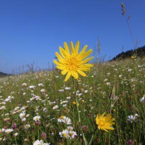 Kozobrada východná (Tragopogon orientalis), foto: V. Kĺč