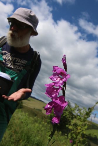 Mečík strieškovitý (Gladiolus imbricatus) a Vít Grulich. Foto: V. Kĺč