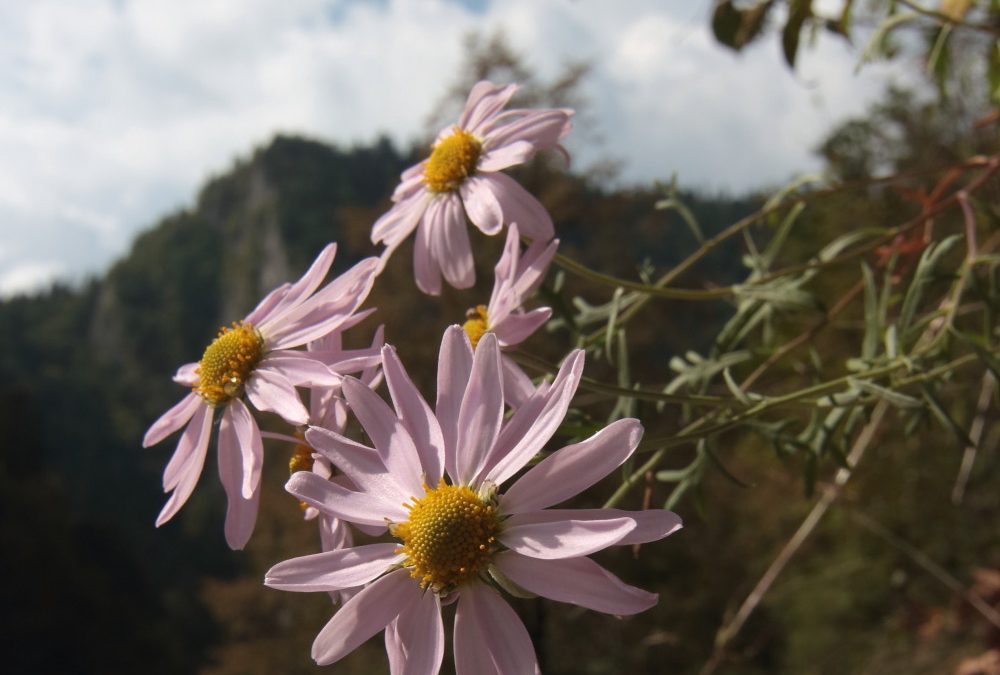 Chryzantéma pieninská (Chrysanthemum zawadskii), foto: V. Kĺč