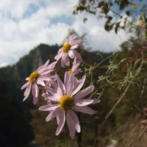 Chryzantéma pieninská (Chrysanthemum zawadskii), foto: V. Kĺč