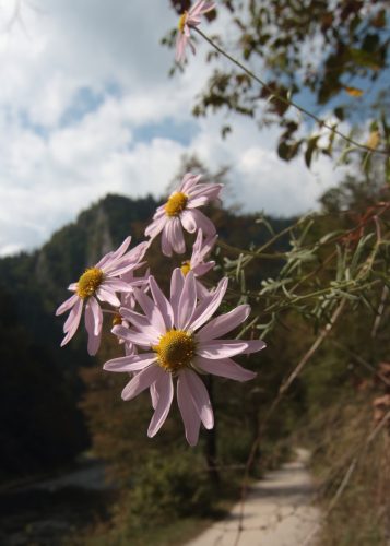 Chryzantéma pieninská (Chrysanthemum zawadskii), foto: V. Kĺč