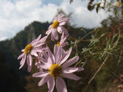 Chryzantéma pieninská (Chrysanthemum zawadskii), foto: V. Kĺč
