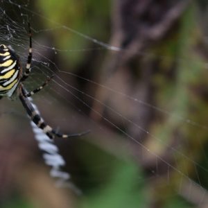 Križiak pásavý (Argiope bruennichi)