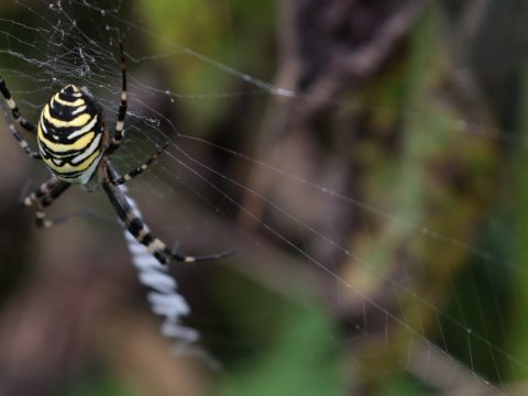 Križiak pásavý (Argiope bruennichi)