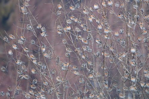 Pinky severské (Fringilla montifringilla) na nocovisku. Foto: V. Kĺč