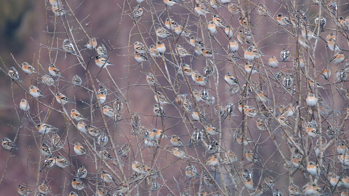 Pinky severské (Fringilla montifringilla) na nocovisku. Foto: V. Kĺč