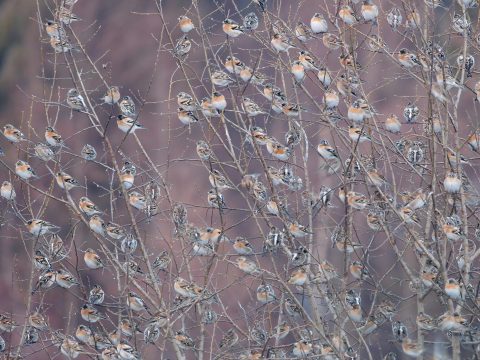 Pinky severské (Fringilla montifringilla) na nocovisku. Foto: V. Kĺč