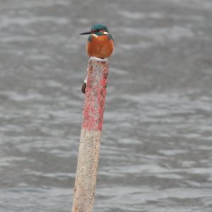 Rybárik riečny (Alcedo athis), foto: V. Kĺč.