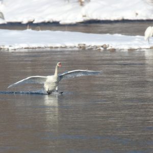 Labuť veľká (Cygnus olor), foto: V. Kĺč.