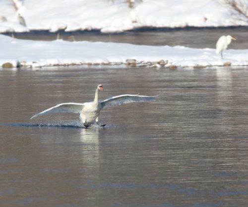 Labuť veľká (Cygnus olor), foto: V. Kĺč.