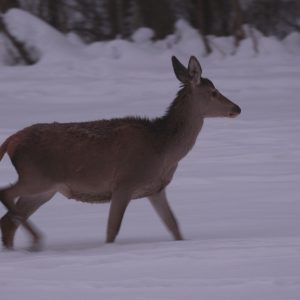 Jeleň lesný (Cervus elaphus), samica - laň, foto V. Kĺč