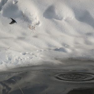 Rybárik riečny (Alcedo athis), foto: V. Kĺč.