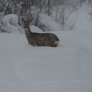 Samica srnca lesného (Capreolus capreolus), foto: V. Kĺč