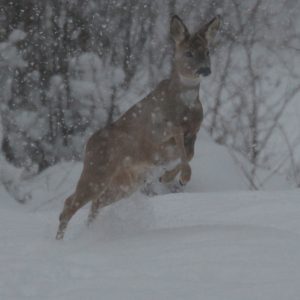 Samica srnca lesného (Capreolus capreolus), foto: V. Kĺč