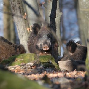 Sviňa divá (Sus scrofa), foto: V. Kĺč