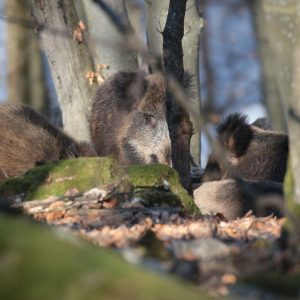 Sviňa divá (Sus scrofa), foto: V. Kĺč