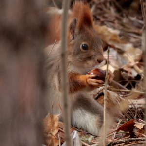 Veverica obyčajná (Sciurus vulgaris), foto: V. Kĺč