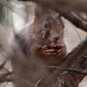 Veverica obyčajná (Sciurus vulgaris), foto: V. Kĺč