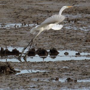 Volavka biela (Egretta alba), foto: V. Kĺč