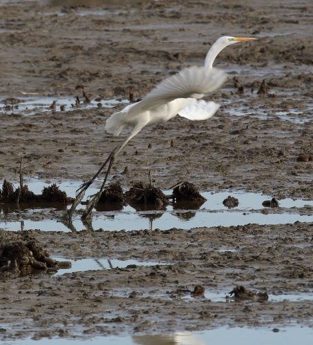 Volavka biela (Egretta alba), foto: V. Kĺč