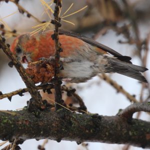 Krivonos smrekový (Loxia curvirostra), samec foto: V. Kĺč.