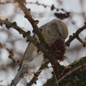 Krivonos smrekový (Loxia curvirostra), samica, foto: V. Kĺč.